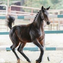 ujala inspection premium